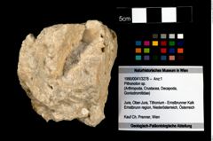 Foto (Objekt + Etikett) von Pithonoton sp.  (NHMW-GEO-1990-0041-3278)